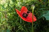 Hummel auf roter Mohnblume