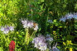 Biene auf Phacelia-Blume