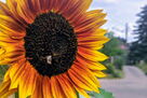 Hummel an Sonnenblume