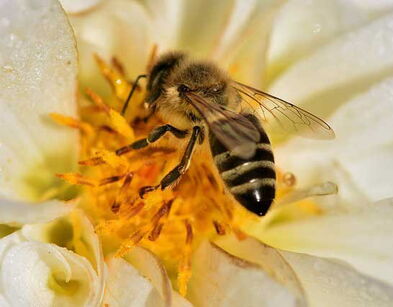 Biene sammelt Nektar von Blume