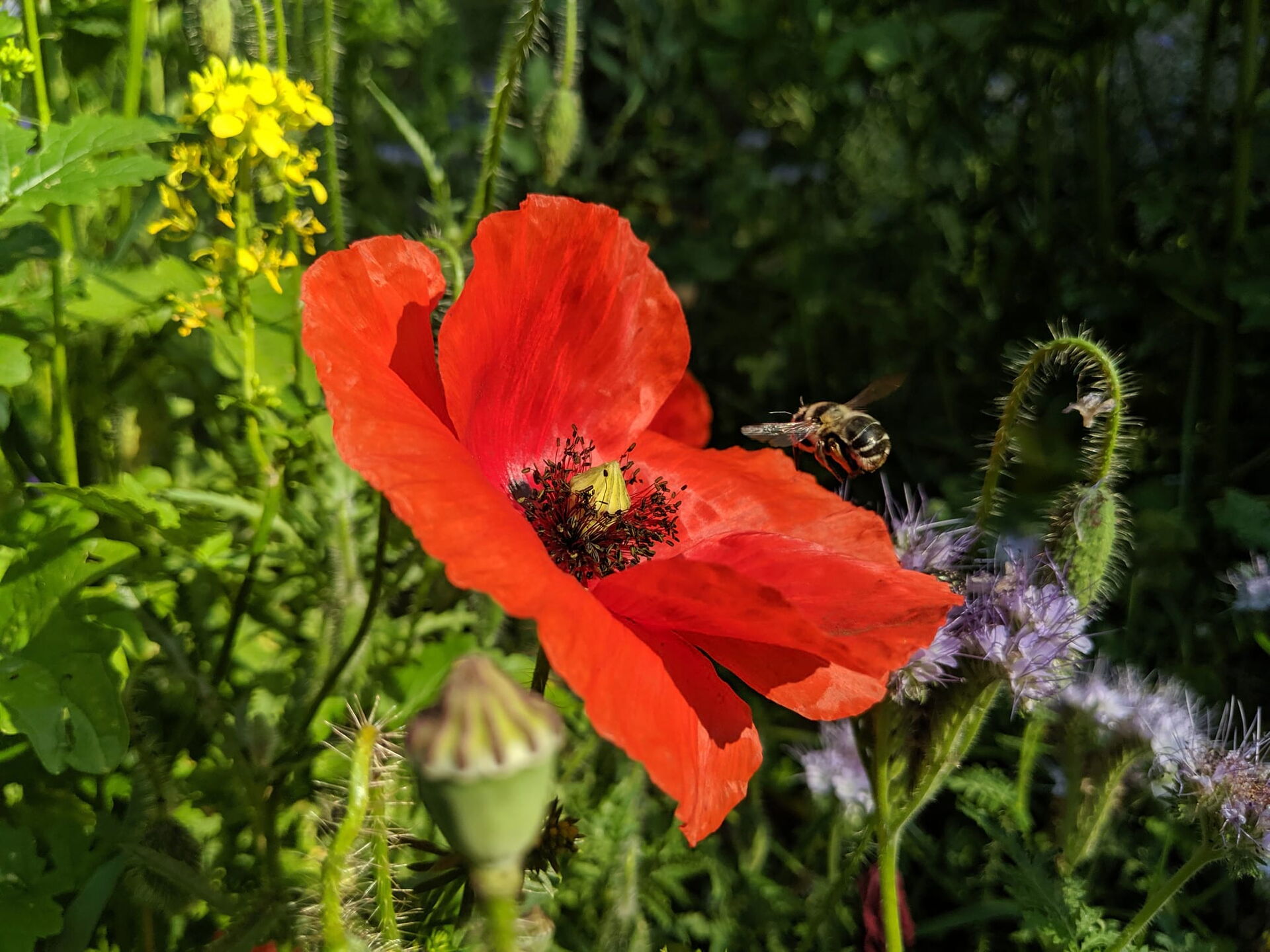 Biene fliegt zu roter Mohnblume